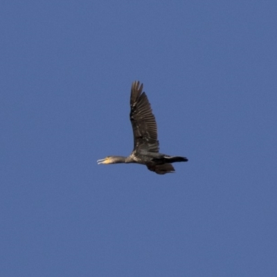 Phalacrocorax carbo (Great Cormorant) at Illilanga & Baroona - 23 Feb 2018 by Illilanga