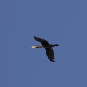 Phalacrocorax carbo at Michelago, NSW - 24 Feb 2018