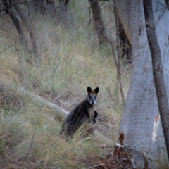 Wallabia bicolor (Swamp Wallaby) at Hackett, ACT - 3 Jul 2018 by PaulTMcGilvray