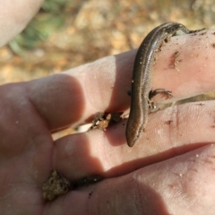 Lampropholis delicata (Delicate Skink) at Symonston, ACT - 2 Jul 2018 by nath_kay