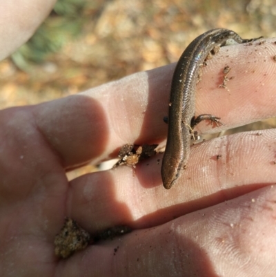 Lampropholis delicata (Delicate Skink) at Callum Brae - 2 Jul 2018 by nath_kay