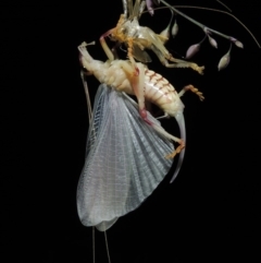 Paragryllacris sp. (genus) (Raspy or Tree cricket) at Pollinator-friendly garden Conder - 12 Dec 2017 by michaelb