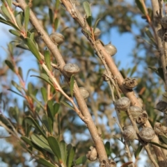 Leptospermum obovatum (River Tea Tree) at Jerrabomberra Wetlands - 20 Jun 2018 by michaelb