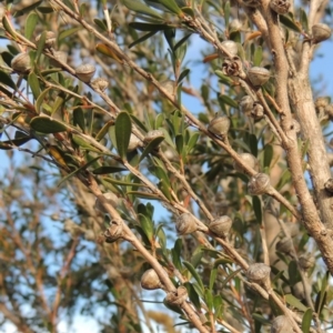 Leptospermum obovatum at Fyshwick, ACT - 20 Jun 2018