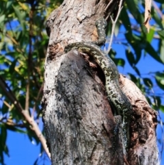 Morelia spilota spilota (Diamond Python) at Narrawallee Foreshore and Reserves Bushcare Group - 27 May 2018 by CRSImages