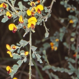 Bossiaea rhombifolia at Deua, NSW - 8 Sep 2000 12:00 AM