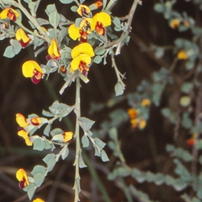 Bossiaea rhombifolia at Deua National Park - 7 Sep 2000 by BettyDonWood