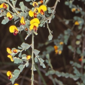Bossiaea rhombifolia at Deua, NSW - 8 Sep 2000