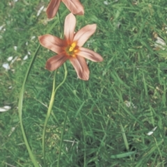 Moraea flaccida (One-leaved Cape Tulip) at Eurobodalla National Park - 25 Sep 1998 by BettyDonWood