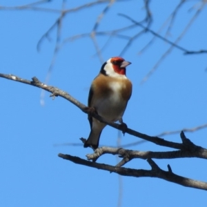 Carduelis carduelis at Majura, ACT - 4 Jul 2018