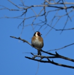 Carduelis carduelis at Majura, ACT - 4 Jul 2018 01:43 PM