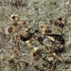 Carduelis carduelis at Majura, ACT - 4 Jul 2018