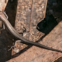 Lampropholis guichenoti (Common Garden Skink) at Paddys River, ACT - 4 Jul 2018 by SWishart