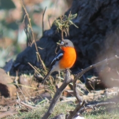 Petroica phoenicea (Flame Robin) at Majura, ACT - 4 Jul 2018 by KumikoCallaway