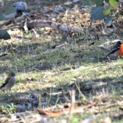 Petroica phoenicea at Majura, ACT - 4 Jul 2018