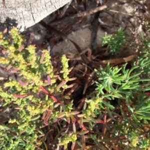 Suaeda australis at Merimbula, NSW - 3 Jul 2018 10:30 AM