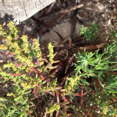 Suaeda australis (Austral Seablite) at Merimbula, NSW - 3 Jul 2018 by liztav