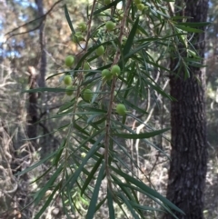 Persoonia linearis (Narrow-leaved Geebung) at Ben Boyd National Park - 2 Jul 2018 by liztav