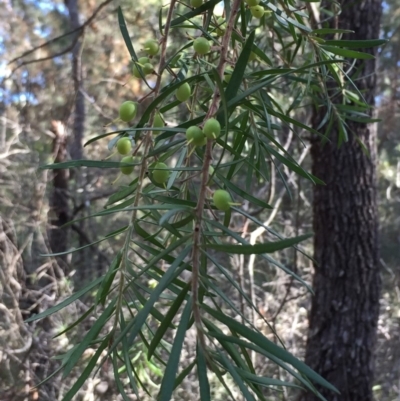 Persoonia linearis (Narrow-leaved Geebung) at Green Cape, NSW - 2 Jul 2018 by liztav