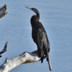 Anhinga novaehollandiae (Australasian Darter) at Lower Cotter Catchment - 3 Jul 2018 by JohnBundock