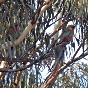 Platycercus elegans at Googong Foreshore - 3 Jul 2018