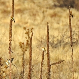 Carduelis carduelis at Burra, NSW - 3 Jul 2018