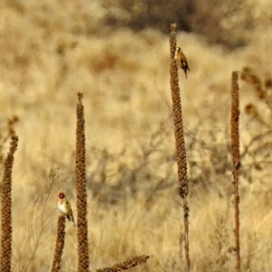 Carduelis carduelis at Burra, NSW - 3 Jul 2018 01:16 PM