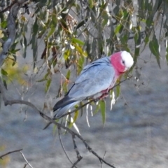 Eolophus roseicapilla (Galah) at Burra, NSW - 3 Jul 2018 by RodDeb