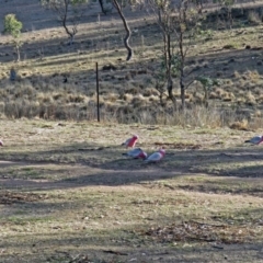 Eolophus roseicapilla at Burra, NSW - 3 Jul 2018 02:57 PM