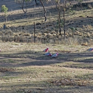 Eolophus roseicapilla at Burra, NSW - 3 Jul 2018