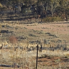 Macropus giganteus (Eastern Grey Kangaroo) at Googong Foreshore - 3 Jul 2018 by RodDeb