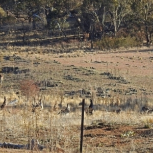 Macropus giganteus at Googong Foreshore - 3 Jul 2018