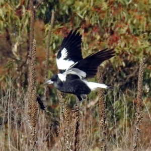 Gymnorhina tibicen at Burra, NSW - 3 Jul 2018 12:08 PM