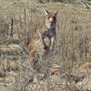 Macropus giganteus at Burra, NSW - 3 Jul 2018 12:32 PM