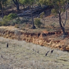 Macropus giganteus at Burra, NSW - 3 Jul 2018 12:32 PM