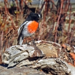 Petroica boodang (Scarlet Robin) at Googong Foreshore - 3 Jul 2018 by RodDeb