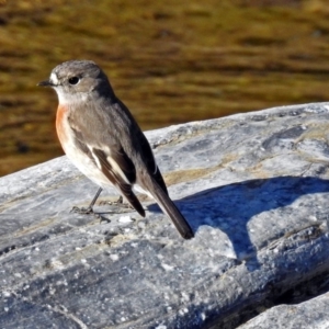 Petroica boodang at Googong Foreshore - 3 Jul 2018 01:26 PM