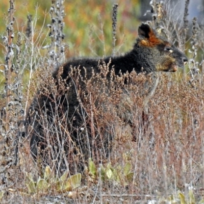 Wallabia bicolor (Swamp Wallaby) at QPRC LGA - 3 Jul 2018 by RodDeb