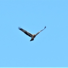 Hieraaetus morphnoides (Little Eagle) at Majura, ACT - 4 Jul 2018 by KumikoCallaway