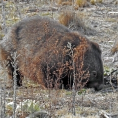 Vombatus ursinus at Burra, NSW - 3 Jul 2018