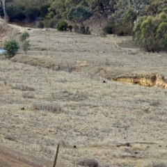 Vombatus ursinus at Burra, NSW - 3 Jul 2018