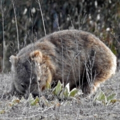 Vombatus ursinus (Common wombat, Bare-nosed Wombat) at Googong Foreshore - 3 Jul 2018 by RodDeb