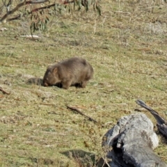 Vombatus ursinus (Common wombat, Bare-nosed Wombat) at QPRC LGA - 3 Jul 2018 by RodDeb