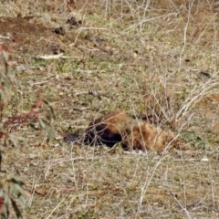 Vombatus ursinus at Burra, NSW - 3 Jul 2018 02:04 PM