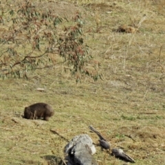 Vombatus ursinus at Burra, NSW - 3 Jul 2018 02:04 PM