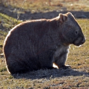 Vombatus ursinus at Googong Foreshore - 3 Jul 2018