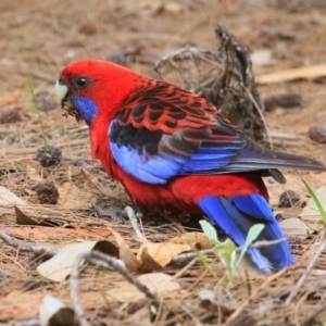 Platycercus elegans at Lake Conjola, NSW - 10 Nov 2015