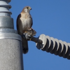 Falco cenchroides at Fyshwick, ACT - 2 Jul 2018