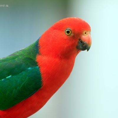 Alisterus scapularis (Australian King-Parrot) at Lake Conjola, NSW - 9 Nov 2015 by CharlesDove