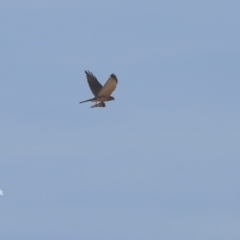 Tachyspiza fasciata (Brown Goshawk) at Cunjurong Point, NSW - 6 Nov 2015 by CharlesDove